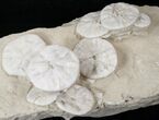 Fossil Sand Dollar (Astrodapsis) Cluster - Wide #15776-4